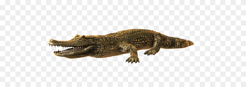Cayman Animal, Lizard, Reptile, Crocodile Free Png Download