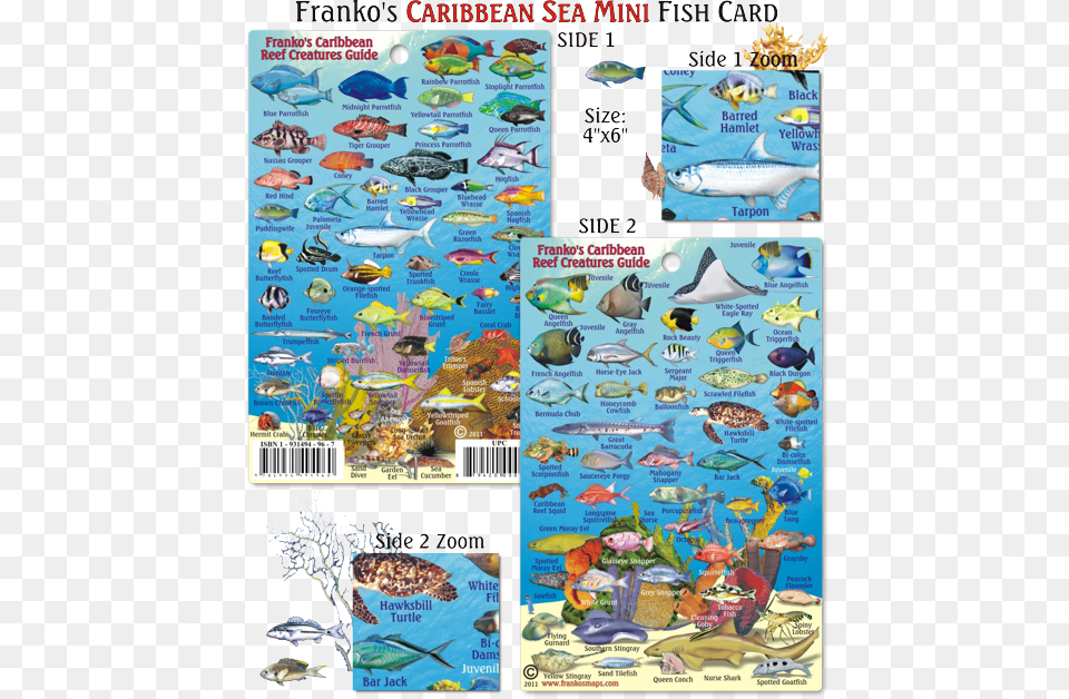Cayman Islands Reef Fish, Book, Comics, Publication, Animal Free Png