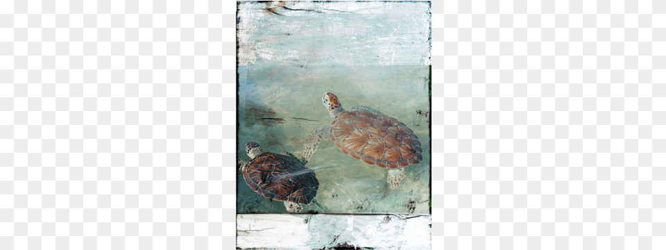 Cayman Turtles Canvas Green Sea Turtle, Animal, Reptile, Sea Life, Sea Turtle Png Image