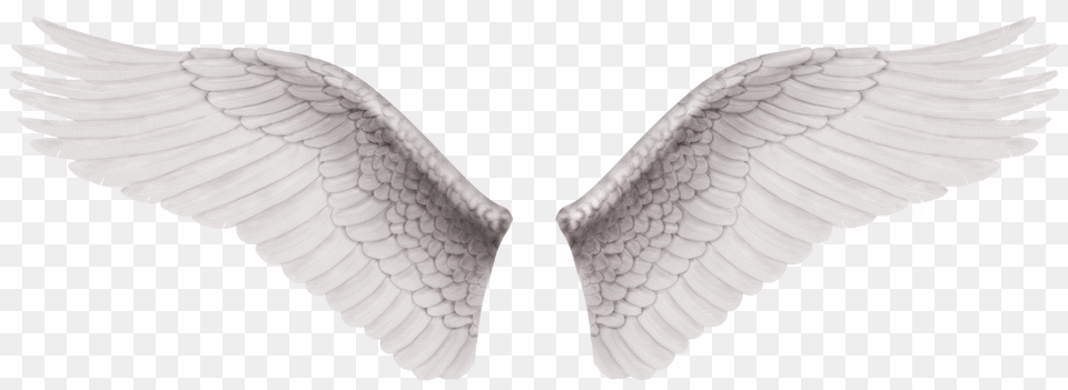 Cb Edit Wings Alas De Angel Reales, Animal, Bird, Flying Png