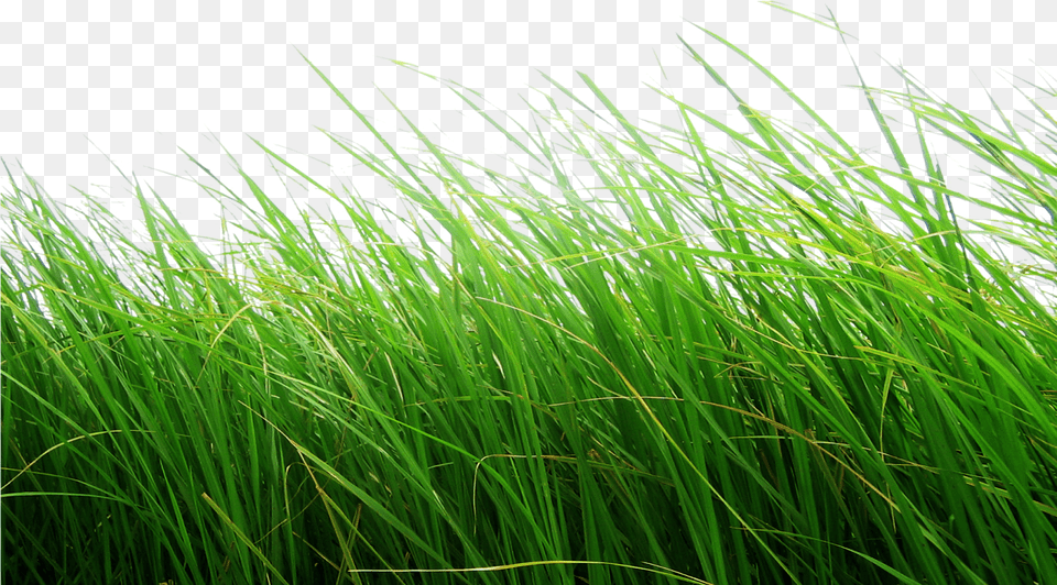 Cb Editing Flower Grass Cb Background Hd Grass, Green, Plant, Vegetation, Lawn Png Image