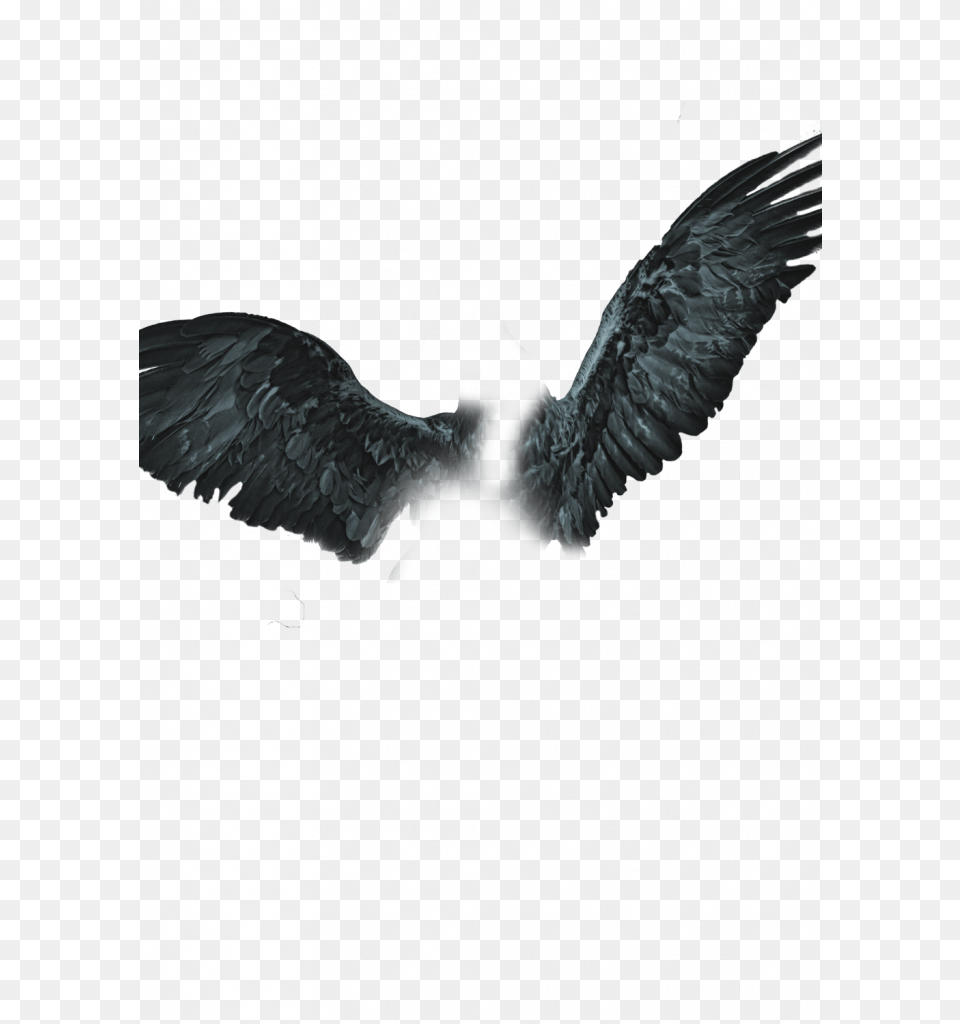 Cb Edits Background, Animal, Bird, Flying, Vulture Free Png