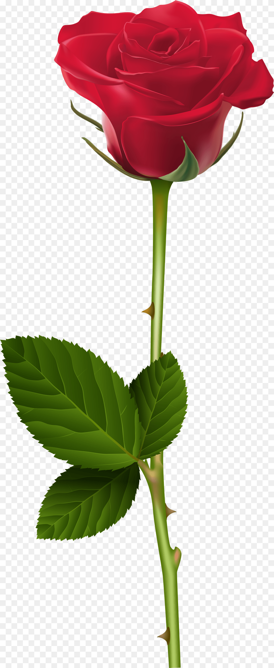 Cb Edits Rose, Flower, Plant Free Png