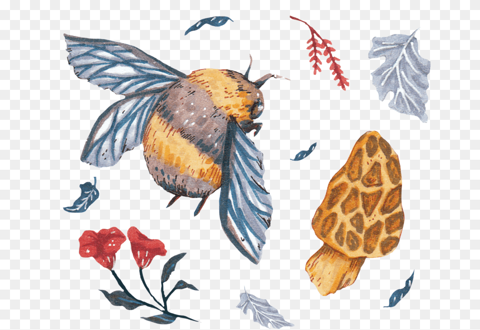 Cb Project Acorn Perching Bird, Leaf, Plant, Animal Free Png Download