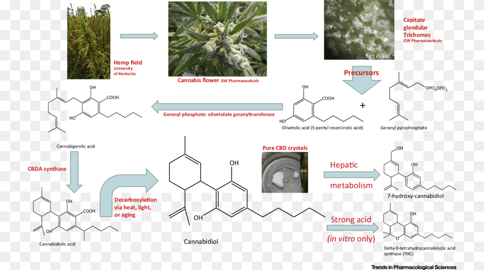 Cbd Is Biosynthesized In Hemp Or Drug Chemovars Of Cannabidiol, Chart, Diagram, Plan, Plot Png Image
