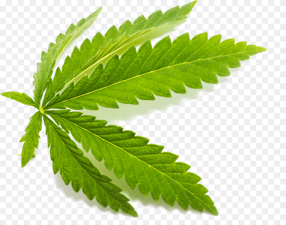 Cbd Leaf Png
