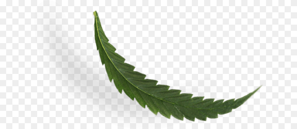 Cbd Leaf Fern, Plant Png Image