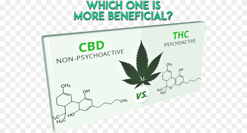 Cbd Vs Thc 1 Cutout Cannabis Indica Leaf, Plant, Herbal, Herbs, Business Card Free Transparent Png