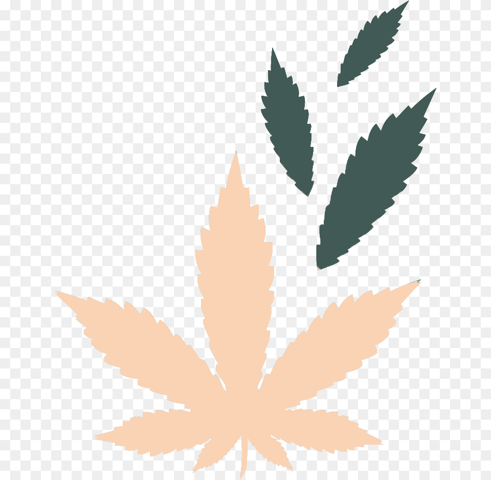 Cbd Vs Thc, Leaf, Plant, Weed, Person Free Transparent Png