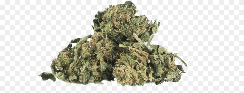 Cbdendo Kush Soldier, Plant, Weed Free Png