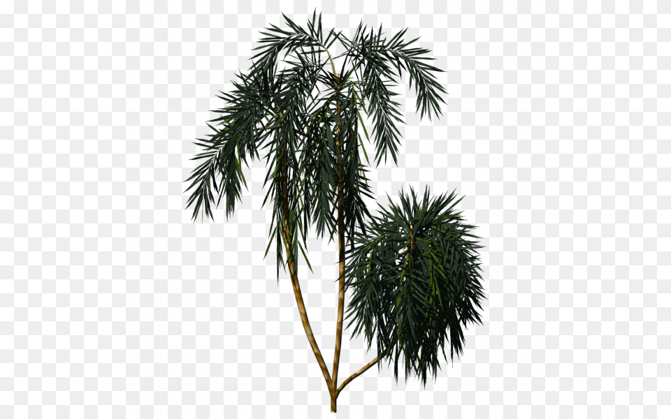 Cc By Tuxfamily Palm Tree Texture, Conifer, Plant, Fir, Palm Tree Png