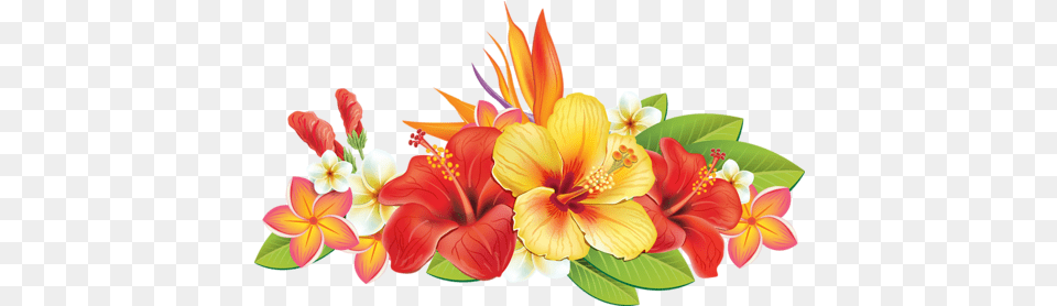 Cc5c4 B799d61a L Tropical Flowers Vector 500x277 Transparent Vector Tropical Flowers, Flower, Flower Arrangement, Flower Bouquet, Plant Png Image