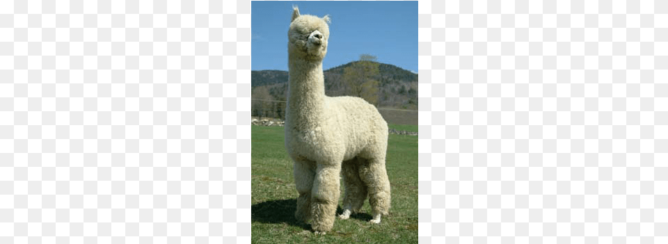 Ccnf Archangel Alpacas With Machete, Animal, Llama, Mammal, Livestock Free Transparent Png