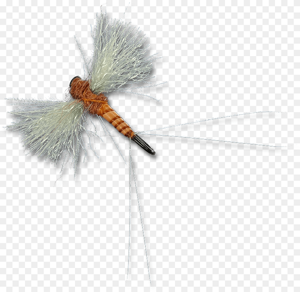 Cdc Biot Spinners Dragonfly, Animal, Flower, Plant Png