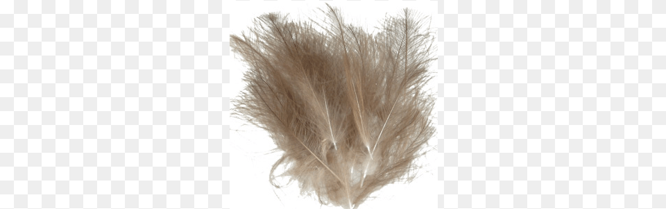 Cdc Feathers, Accessories, Animal, Cat, Mammal Free Png Download