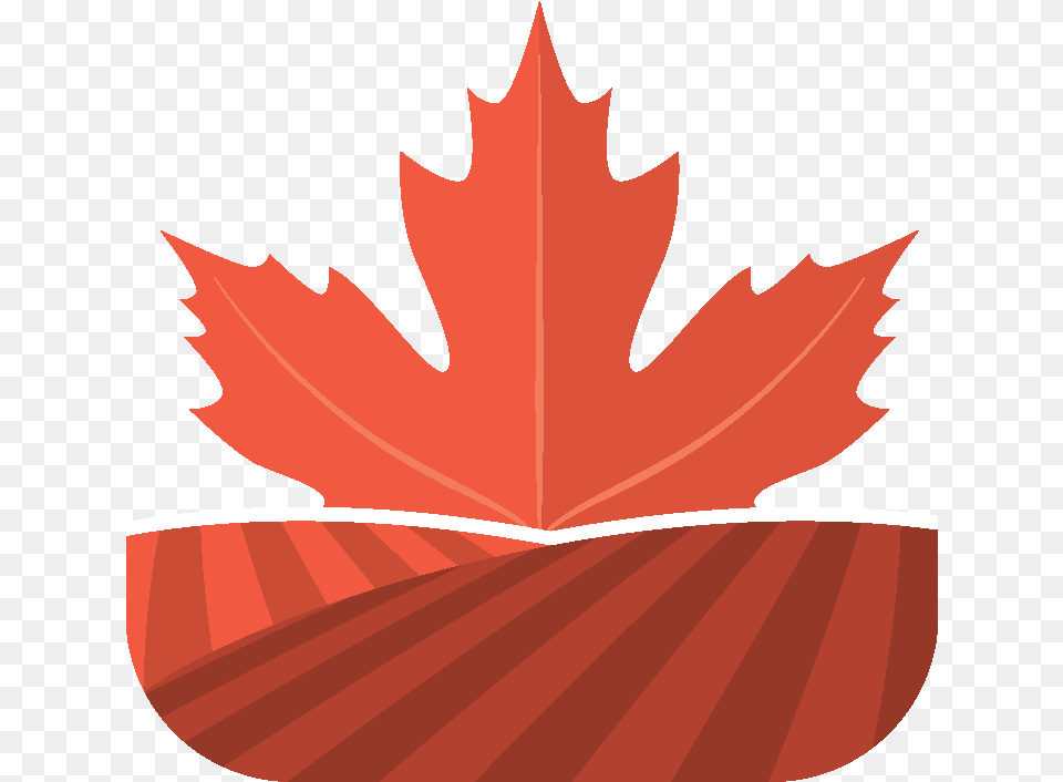 Cdylc Google Maple Leaf, Plant, Tree, Maple Leaf, Person Png Image