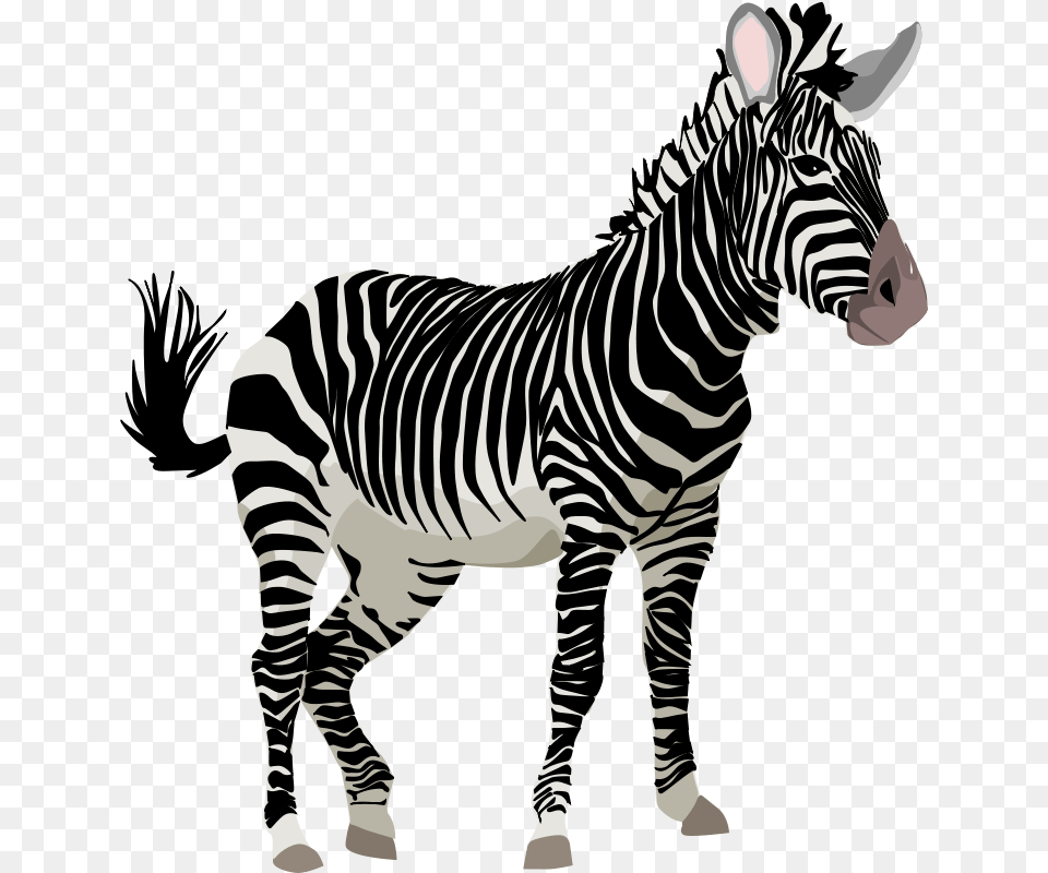 Cebra, Animal, Mammal, Wildlife, Zebra Free Transparent Png