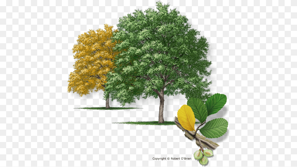 Cedar Elm, Vegetation, Leaf, Tree, Plant Free Png