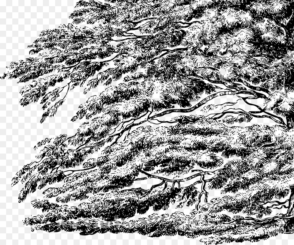 Cedar Of Lebanon Copy, Gray Png