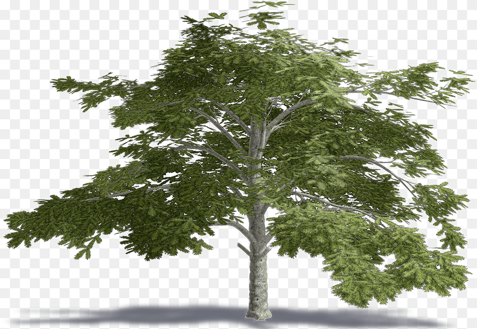 Cedar Of Lebanon Lebanese Cedar Tree, Oak, Plant, Sycamore, Tree Trunk Free Transparent Png