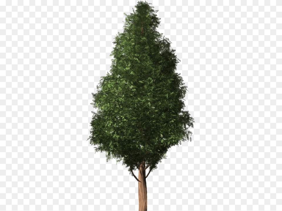 Cedar Tree 3 Scentsy Im Snow Over, Conifer, Fir, Plant, Tree Trunk Free Transparent Png