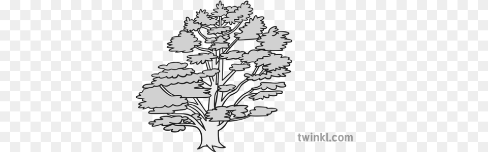 Cedar Tree Black And White Illustration Twinkl Broomrape, Silhouette, Stencil, Art Png Image