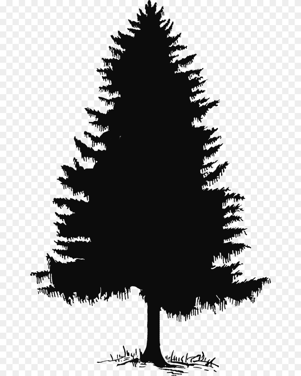 Cedar Tree Clip Art, Plant, Fir, Pine, Silhouette Free Transparent Png