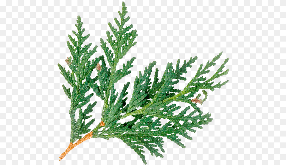 Cedar Tree Clip Art, Conifer, Leaf, Plant, Grass Free Transparent Png