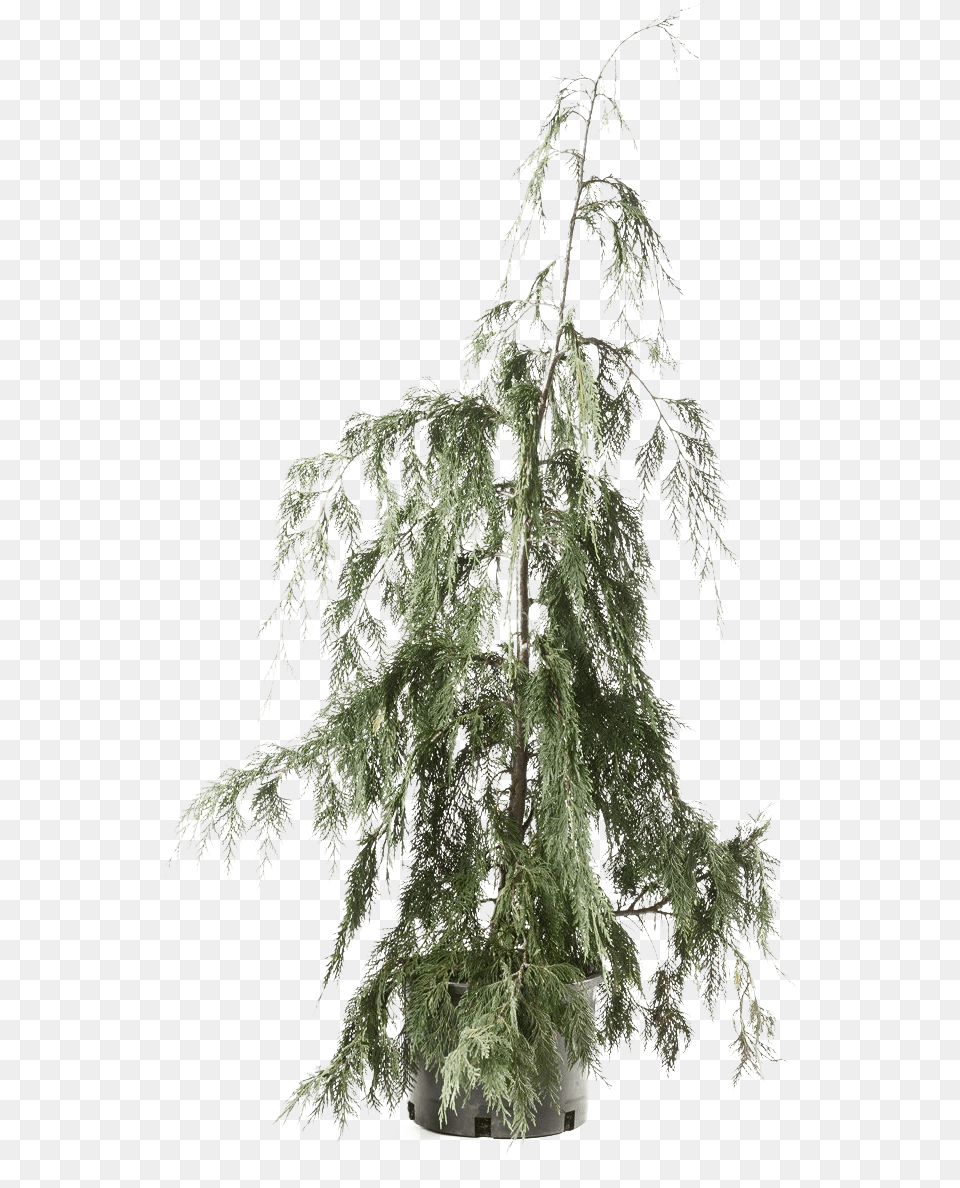 Cedar Tree Clipart Red Pine, Conifer, Fir, Plant, Ice Png Image