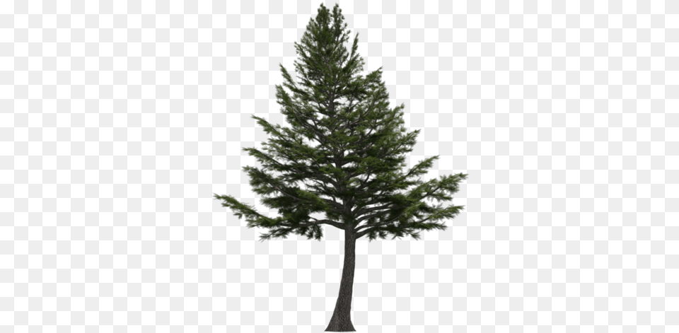 Cedar Tree Download Lebanese Cedar Tree, Fir, Pine, Plant, Conifer Png Image