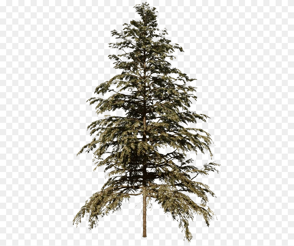 Cedar Tree Hd Cedar Tree, Fir, Pine, Plant, Conifer Png