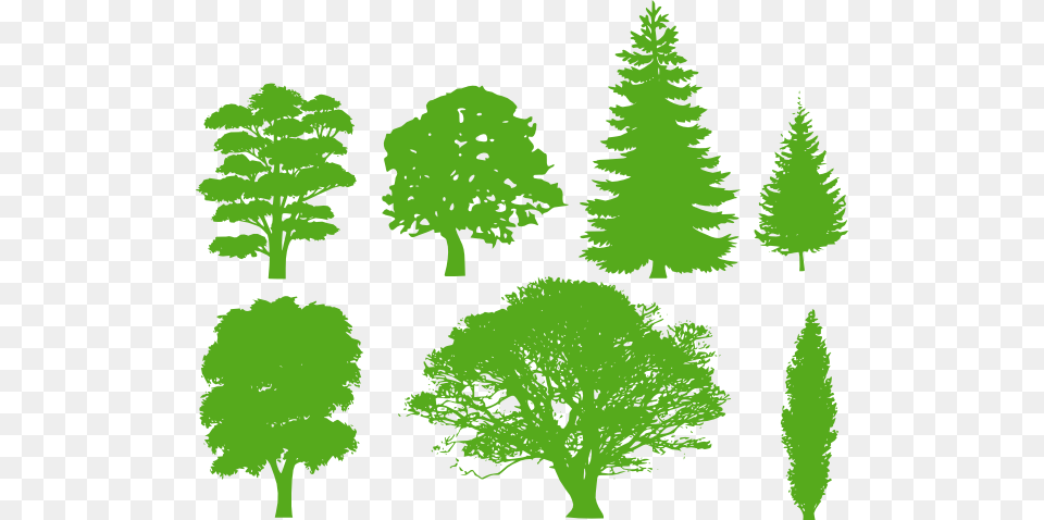 Cedar Tree Images Pine Tree Silhouette, Green, Plant, Conifer, Fir Png Image