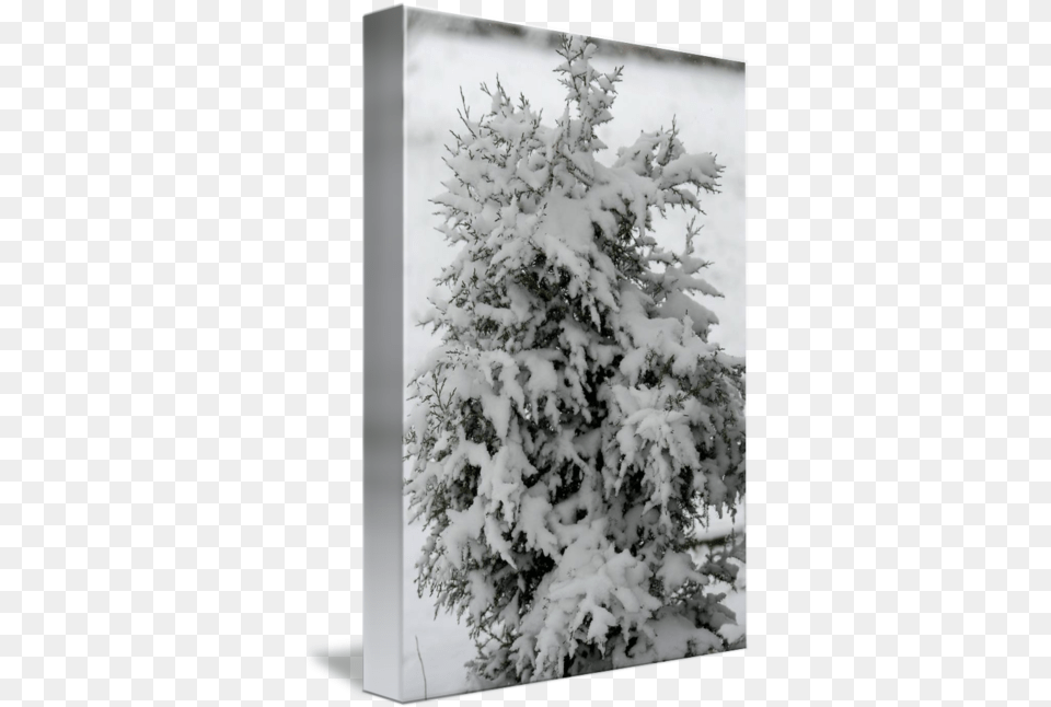 Cedar Tree In Snow By Clifton Wood Snow, Fir, Plant, Pine, Art Png Image