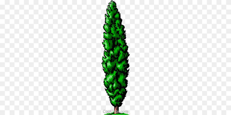 Cedar Tree Royalty Vector Clip Art Illustration, Fir, Green, Pine, Plant Free Png