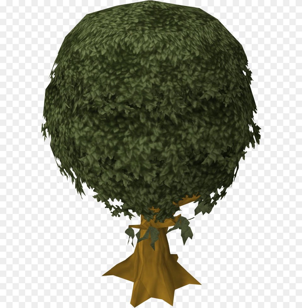 Cedar Tree White Walnut, Plant, Sphere, Vegetation Png