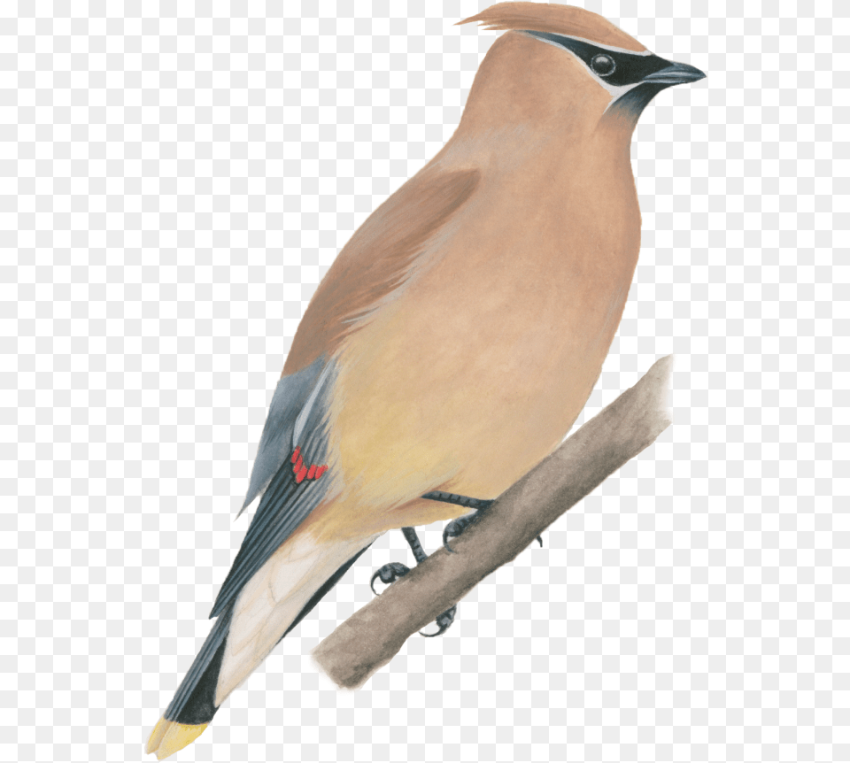 Cedar Waxwing North America Bird, Animal, Finch, Jay Png