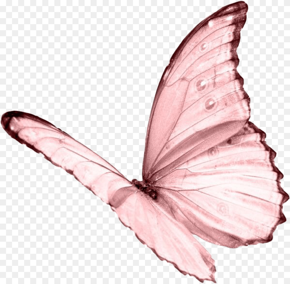 Ceiaxostickers Overlay Sticker Tumblr Pink Butterfly Background, Animal, Insect, Invertebrate Free Transparent Png