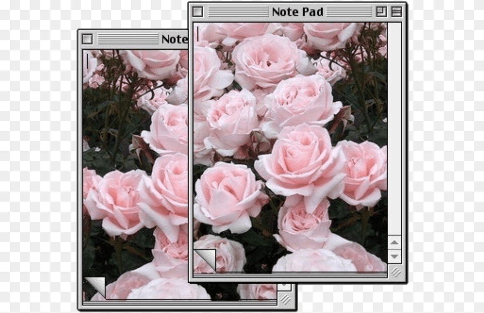 Ceiaxostickers Tumblr Collage Art Aesthetic Transparent Vintage Lockscreen Aesthetic Tumblr Wallpaper Iphone, Flower, Plant, Rose, Petal Free Png