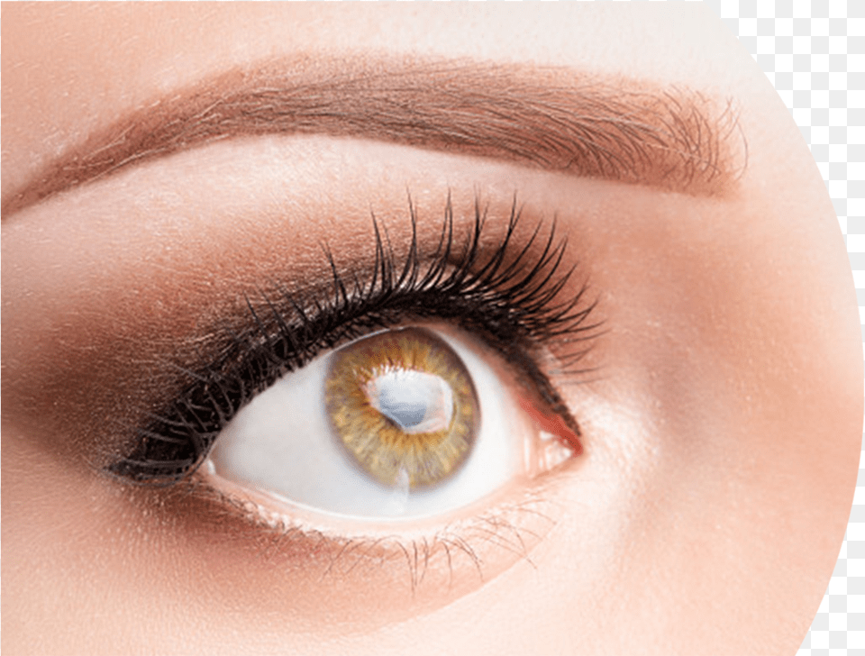 Cejas Cafes Claro, Adult, Female, Person, Woman Png Image