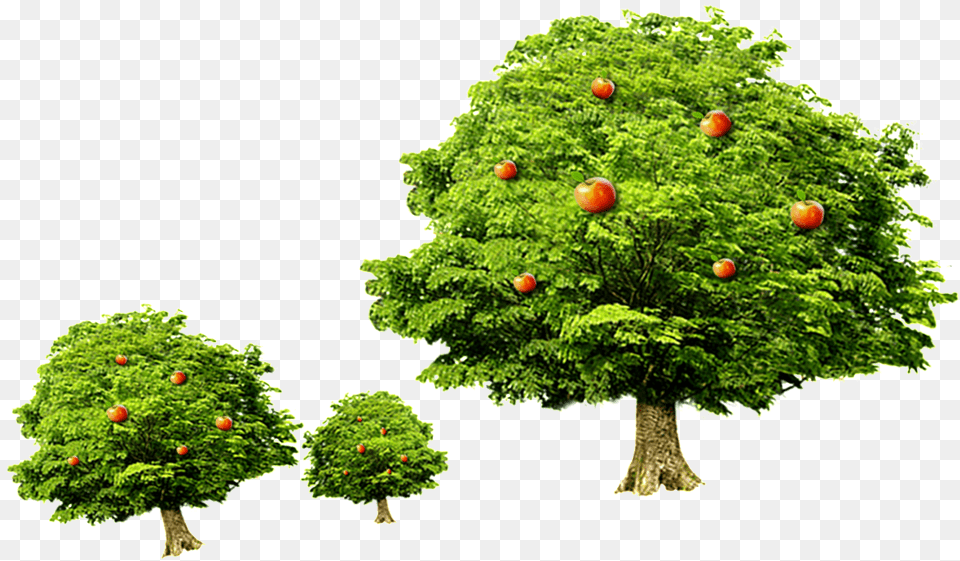 Celebrate Children S Day Tree Vector Meyve Aac, Plant, Conifer, Green, Food Free Png