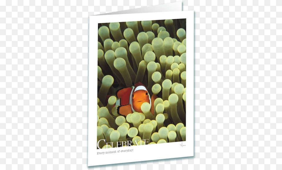 Celebrate Clownfish Greeting Card Ocellaris Clownfish, Amphiprion, Animal, Sea Life, Fish Free Png