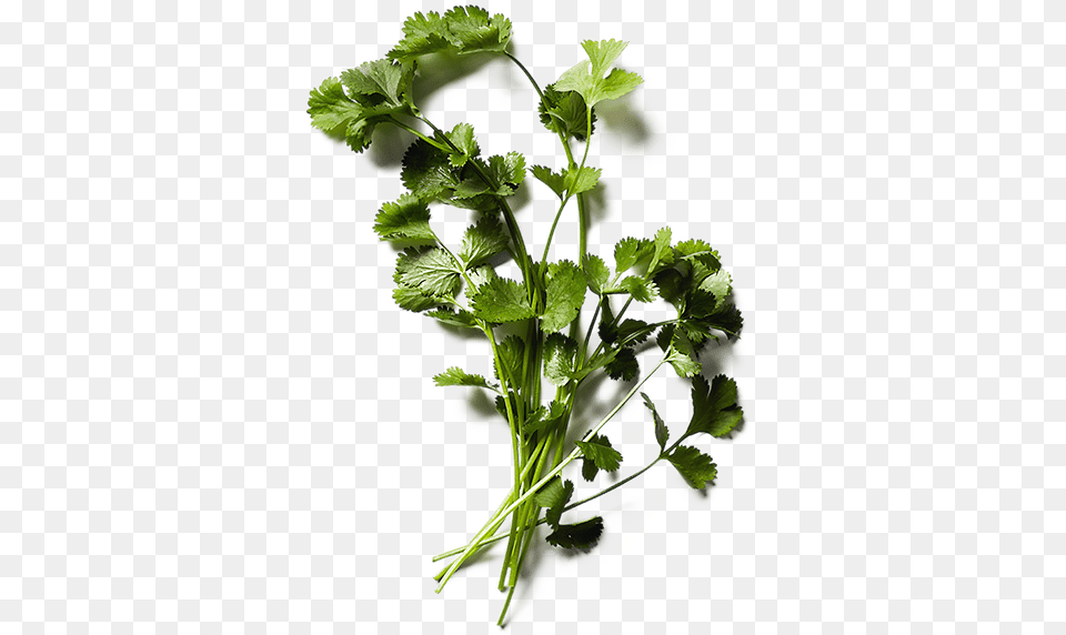 Celebrate Health Garnish Herbs, Parsley, Plant Free Png