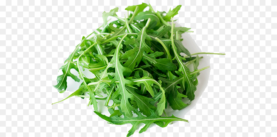 Celery, Arugula, Food, Leafy Green Vegetable, Plant Png Image