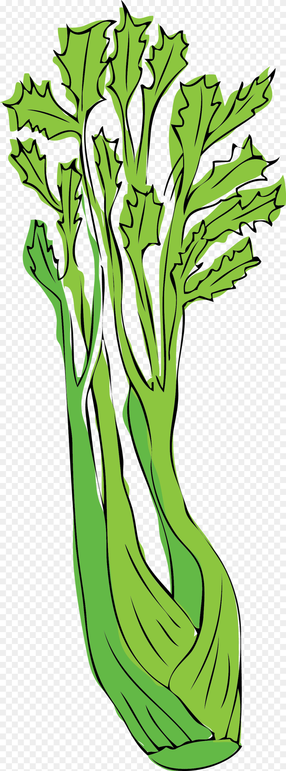 Celery, Food, Produce, Plant, Leafy Green Vegetable Free Transparent Png
