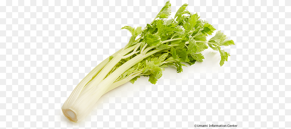 Celery, Herbs, Plant, Parsley, Food Free Png Download