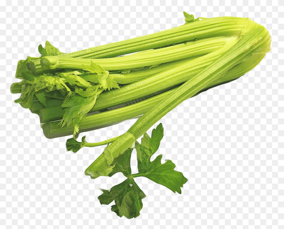 Celery, Herbs, Plant, Parsley Free Transparent Png