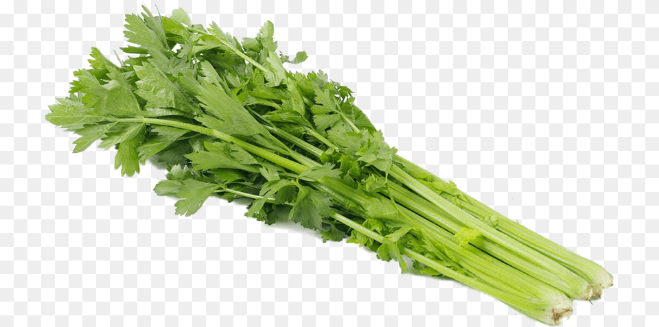 Celery Bunches Celery, Herbs, Plant, Parsley Free Png