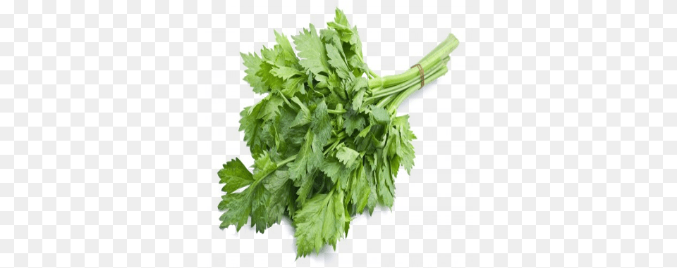 Celery Coriander, Herbs, Parsley, Plant, Chandelier Png Image