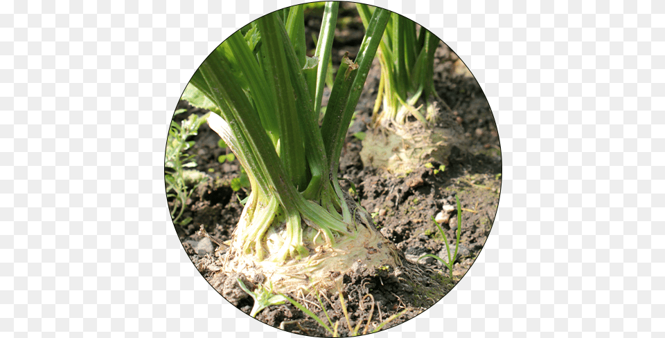 Celery Grows Above Ground, Food, Produce, Plant, Leek Png