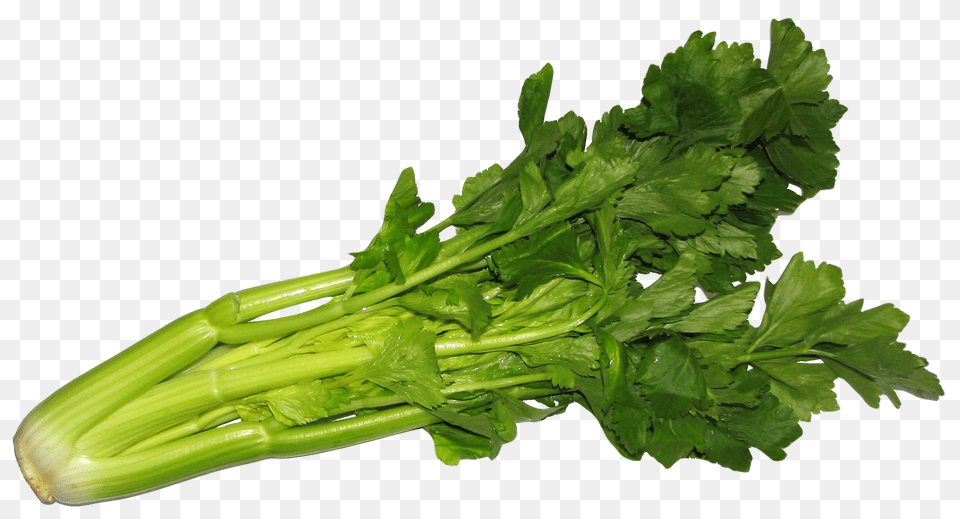 Celery Herbs, Plant, Parsley Png Image